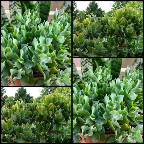 Crassula Jitters 1 Plants Ripple Jade Succulent ovata undulata Crassula Jitters 1 Plants Ripple Jade Succulent ovata undulata